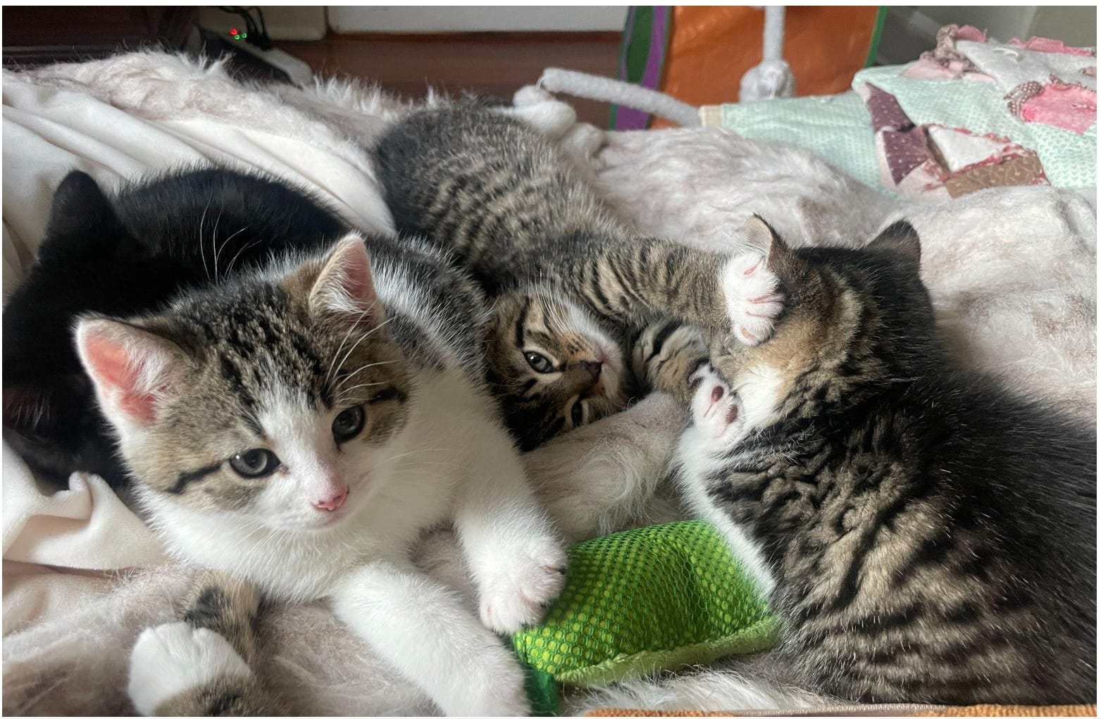 Medford, Charlestown nonprofits curbs feral cat crisis with adoption, rescues