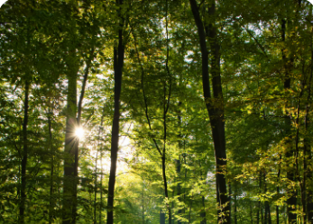 TreesMedford wants to cool off your hot spot -- for free
