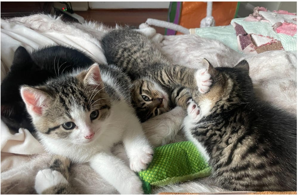 Medford, Charlestown nonprofits curbs feral cat crisis with adoption, rescues post image