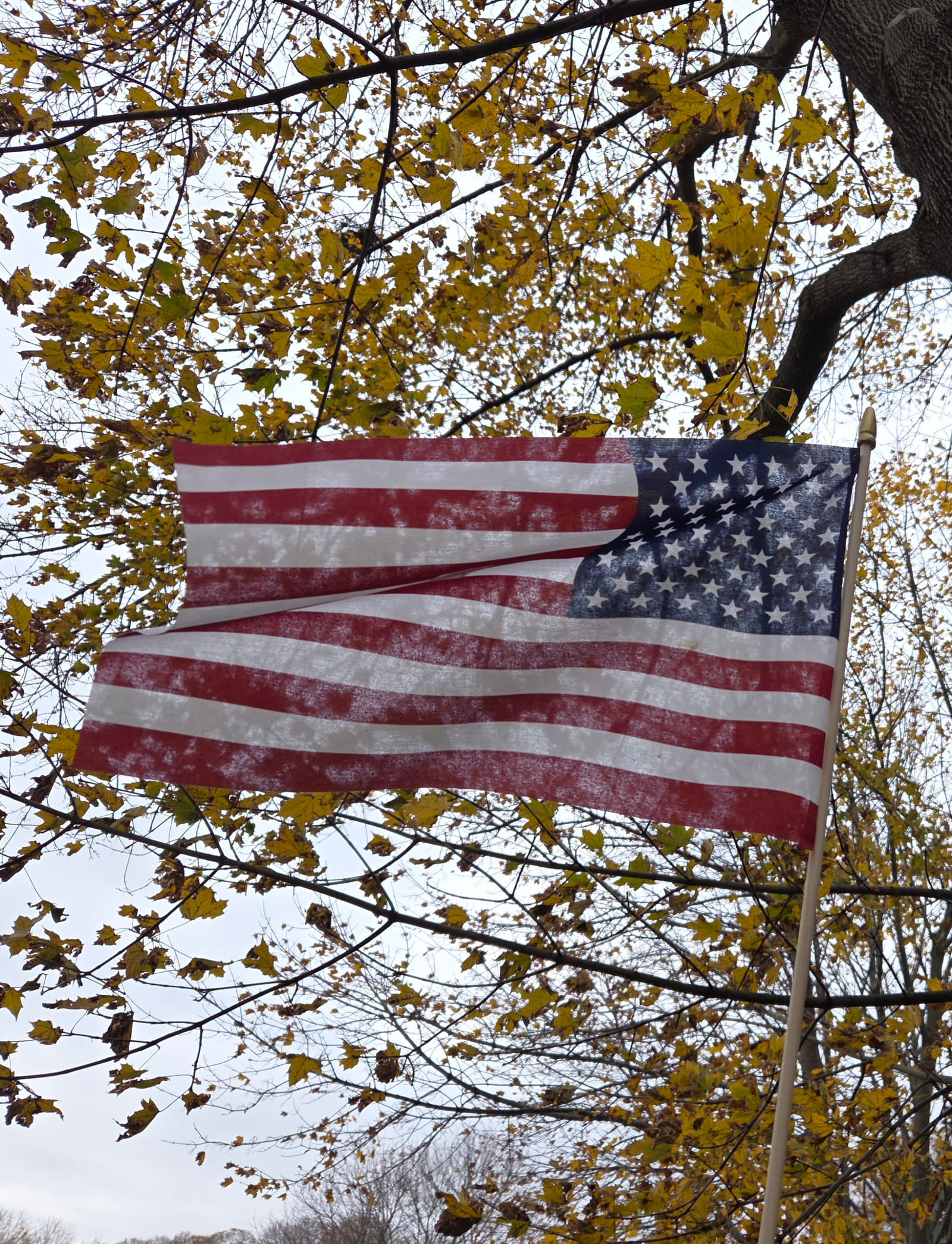 Honor our veterans today, and every day post image