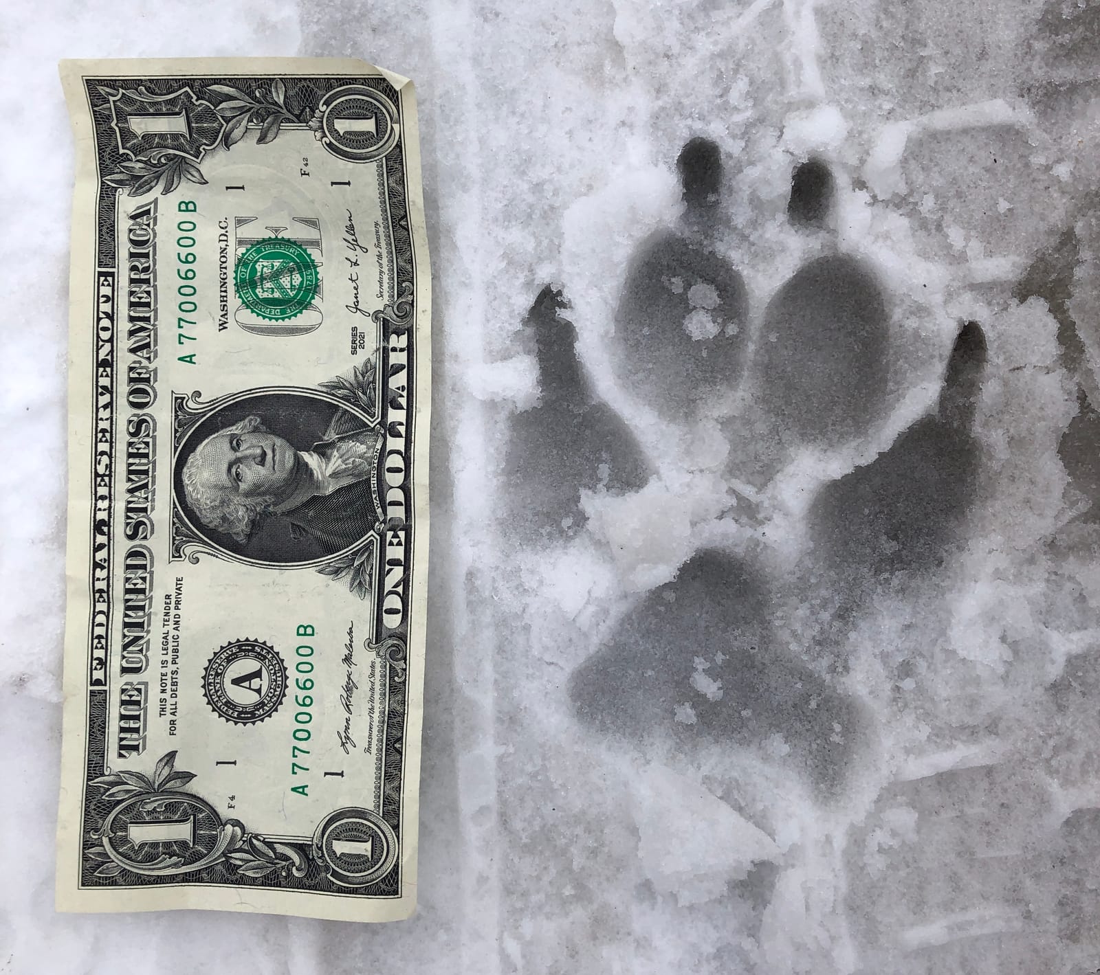 Who goes there? post image