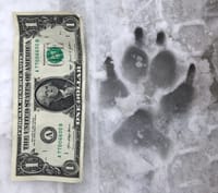 Who goes there? post image