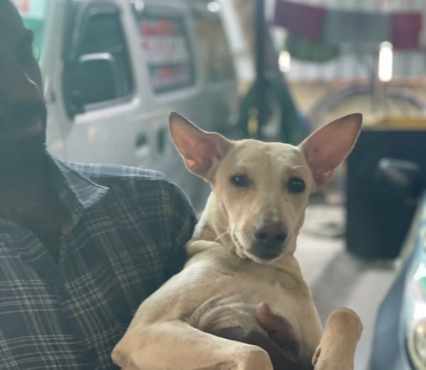 Treatment of stray animals will be focus of August 24 event post image