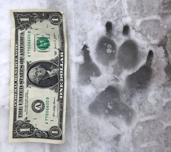 Who goes there? post image