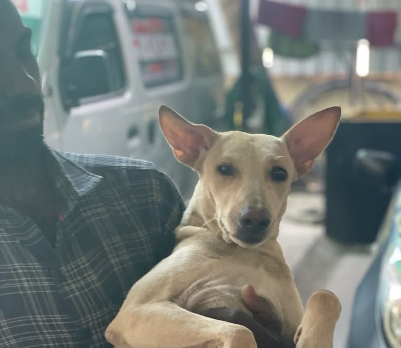 Treatment of stray animals will be focus of August 24 event post image