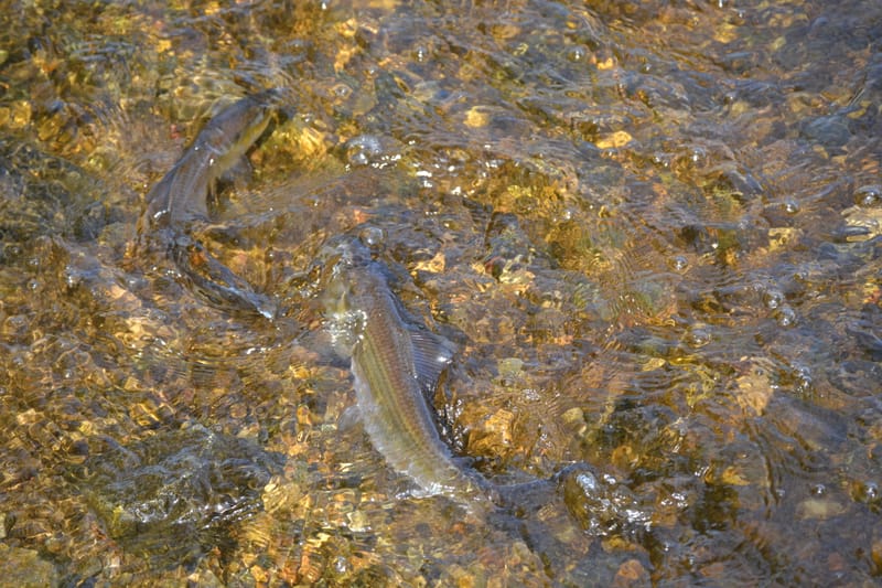 River herring population at its highest since the start of monitoring in the Mystic Lakes post image
