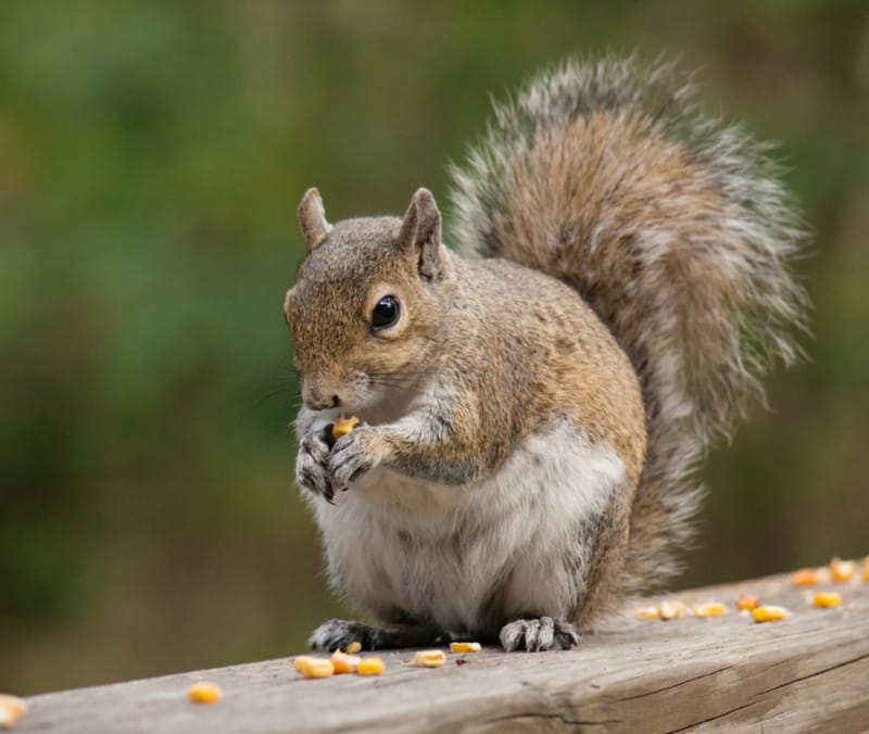 The return of the winter paunch is nothing to worry about — Just ask any squirrel post image